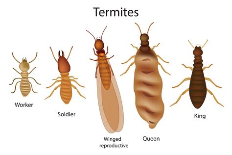 scientific name of termite
